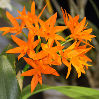 cattleya_aurantiana1bd (Cattleya aurantiana)