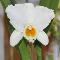 cattleya_percivaliana_alba1md (Cattleya percivaliana)