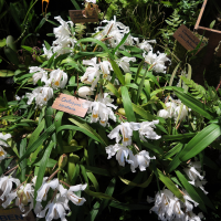 Coelogyne cristata (Coelogyne)