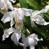 coelogyne_cristata2md (Coelogyne cristata)