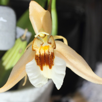 coelogyne_eberhardtii1md (Coelogyne eberhardtii)