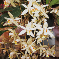 coelogyne_flaccida3bd (Coelogyne flaccida)