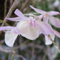 dendrobium_aphyllum2md (Dendrobium aphyllum)