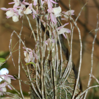 dendrobium_aphyllum3md (Dendrobium aphyllum)