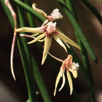 Dendrobium bowmanii (Dendrobium)