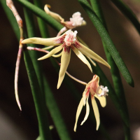 dendrobium_bowmanii1bd (Dendrobium bowmanii)