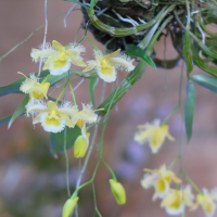 dendrobium_harveyanum2md (Dendrobium harveyanum)