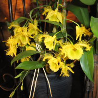 dendrobium_harveyanum3bd