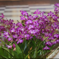 dendrobium_kingianum5bd