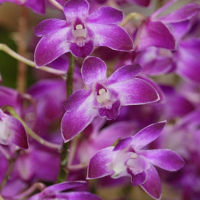 dendrobium_kingianum6bd