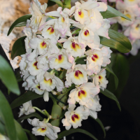 dendrobium_nobile4md