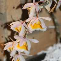 dendrobium_primulinum1md (Dendrobium primulinum)