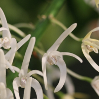 dendrobium_speciosum3md (Dendrobium speciosum)