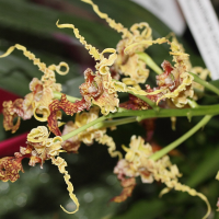 Dendrobium spectabile (Dendrobium)