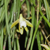 dendrobium_striolatum1md (Dendrobium striolatum)