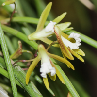 Dendrobium striolatum (Dendrobium)