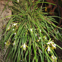 dendrobium_striolatum3bd (Dendrobium striolatum)