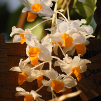 dendrobium_thyrsiflorum2bd (Dendrobium thyrsiflorum)