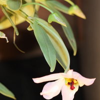 Dendrobium trantuanii (Dendrobium)