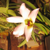 dendrobium_trantuanii2bd