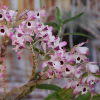 dendrobium_wardianum1md