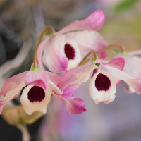 Dendrobium wardianum (Dendrobium)