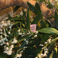 Dendrochilum x delicatum (Dendrobium)