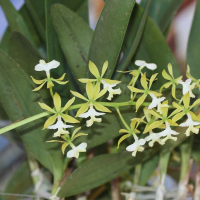 Epidendrum stamfordianum (Epidendrum)