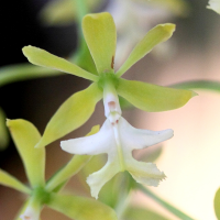 epidendrum_stanfordianum2md