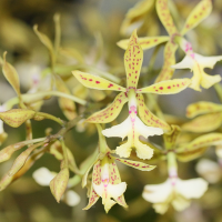 epidendrum_stanfordianum3md (Epidendrum stamfordianum)