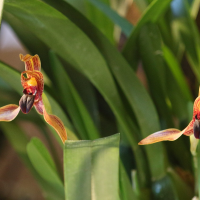 maxillaria_cucullata1bd