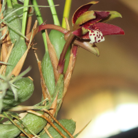 maxillaria_tenuifolia2md