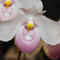 paphiopedilum_delenatii3md