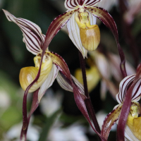 paphiopedilum_philippinense2bd