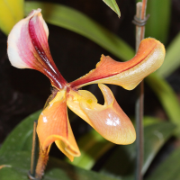 paphiopedilum_villosum2md