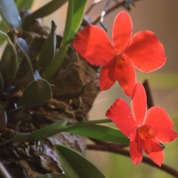 sophronitis_coccinea1bd (Cattleya coccinea)