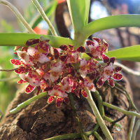 Gastrochilus bellinus (Gastrochilus)