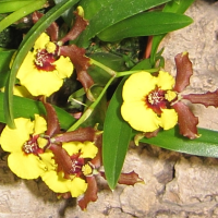 Gomesa croesus (Oncidium)