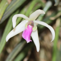 Leptotes bicolor (Leptotes)