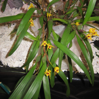 maxillaria_variabilis1bd