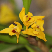 maxillaria_variabilis2bd