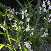 osmoglossum_pulchellum1md (Cuitlauzina pulchella)