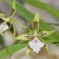 Oncidium multistellare (Oncidium)