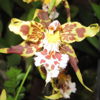 oncidium_hallii1bd