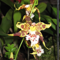 oncidium_hallii2bd