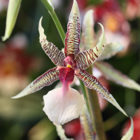 Monocotyledoneae hastilabium (Oncidium)