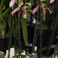 paphiopedilum_appletonianum1md