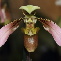 Paphiopedilum appletonianum (Paphiopedilum d'Appleton)