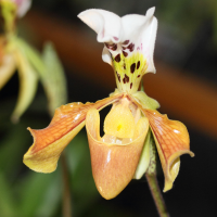 Paphiopedilum gratrixianum (Paphiopedilum de Gratrix)