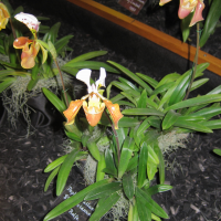 paphiopedilum_gratrixianum2bd